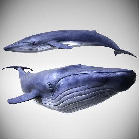 3D Blue Whale with Octane Support
